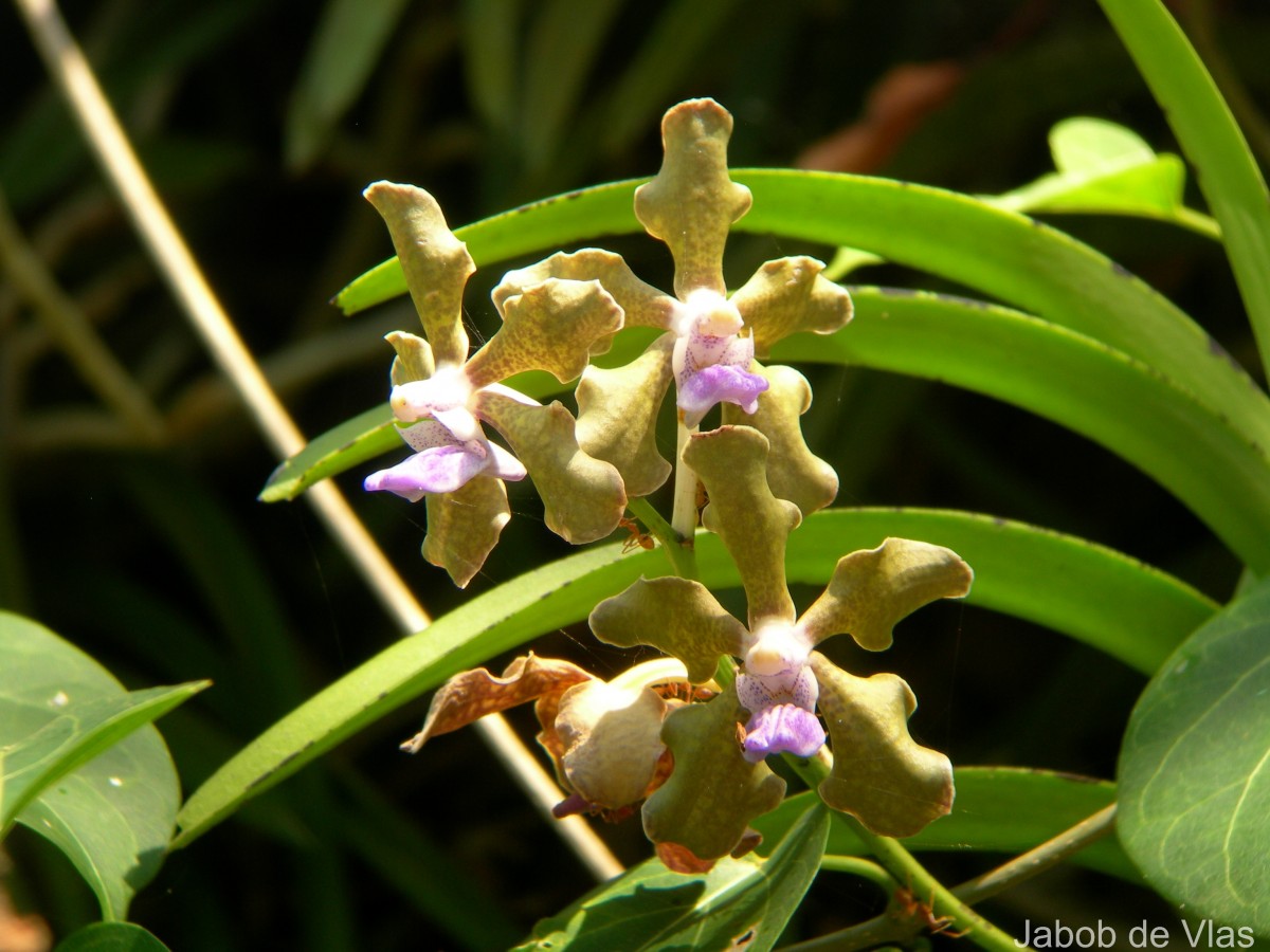 Vanda tessellata (Roxb.) Hook. ex G.Don